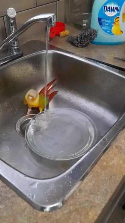 First post in months.. enjoy Percy having a bath 🥰