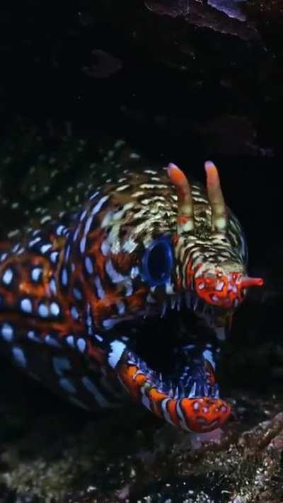 ð¥The leopard moray eel