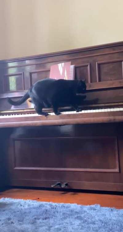 My musical baby. Skittle has to press nearly every key before jumping on top of the piano