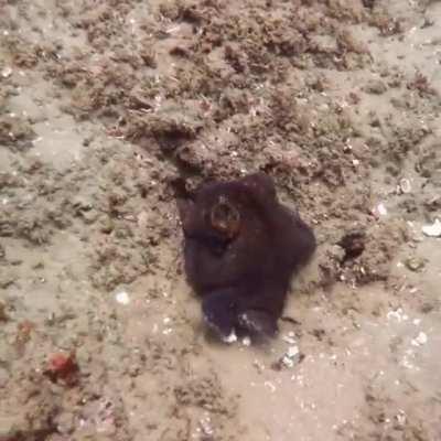 🔥 A spectacular example of color changing and camouflage by an octopus