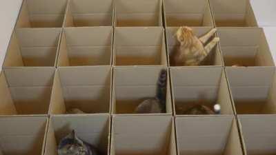 Коммуналка