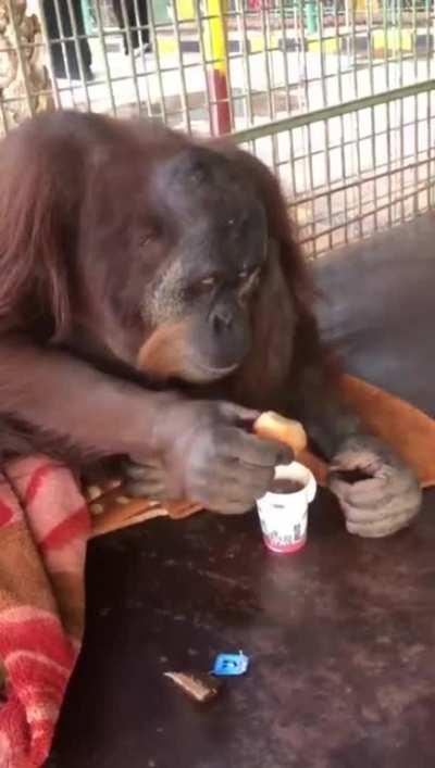 An orangutan eating bread
