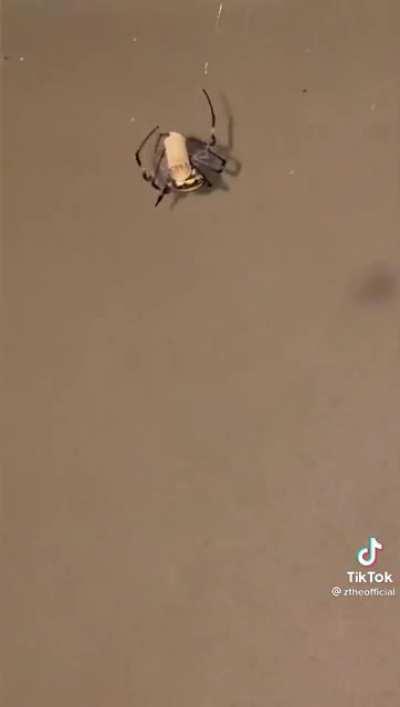 i wish my spiders could do that