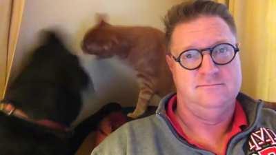 a single angry braincell persists