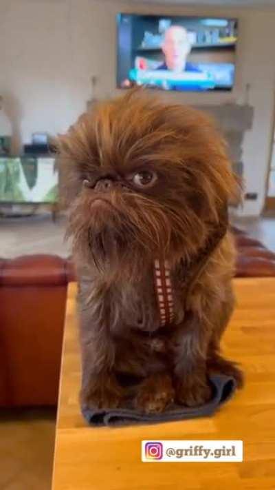 Chewbacca Dog