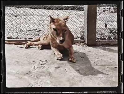 Colorized and remastered footage of the last known captive thylacine, originally filmed in 1933. Also called the Tasmanian tiger or Tasmanian wolf, the thylacine was a carnivorous marsupial, more closely related to kangaroos and koalas than to dogs or cat