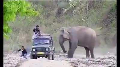 Elephant playing a harmless prank with tourists
