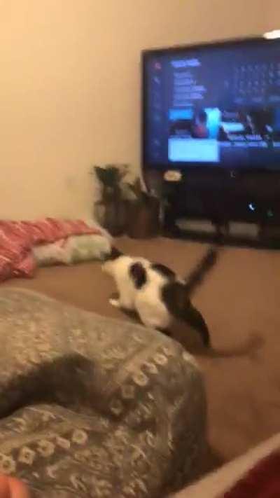 My cat has been watching me play too much call of duty - 360 kick flip no scope