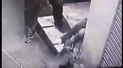 Dog attacks boy in Punjab