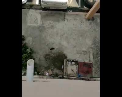 I found this in facebook, I can't stop laughing 🤣. Video from 