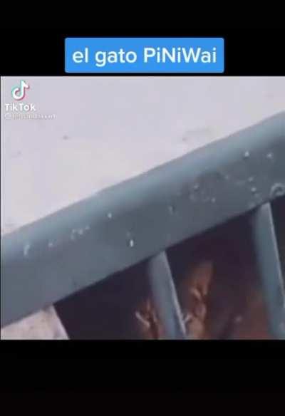 el gato PiNiWai