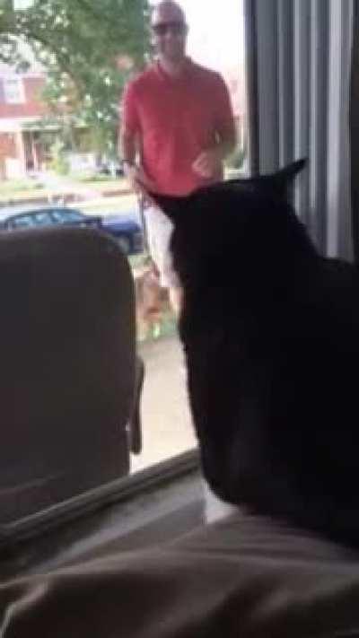 Cat is not impressed about new sibling's arrival