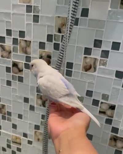 WetBirb