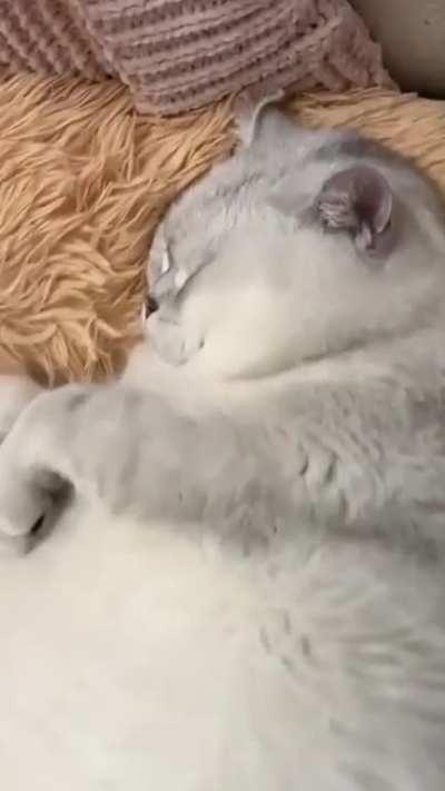 Chonkers naps for diet anxiety