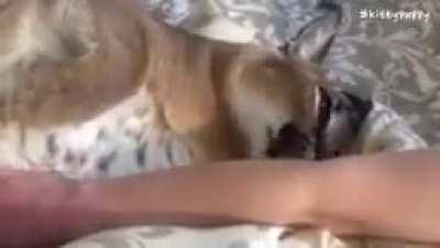 Floppa licking Mishka and Blakka