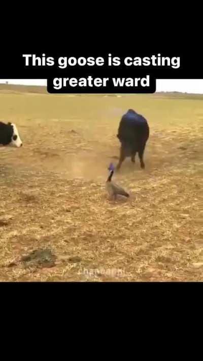 He strong not gonna lie