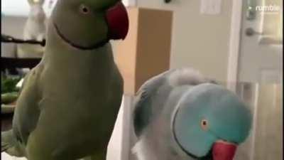 I forgor to post this one here :P... Well wth how are they talking like that O_O