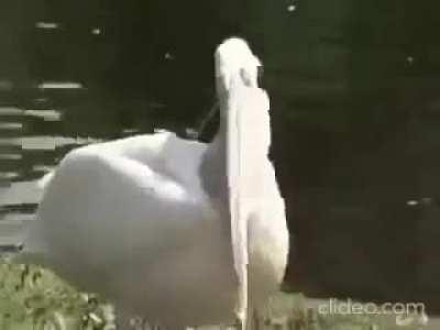 This pelican eating a pigeon!