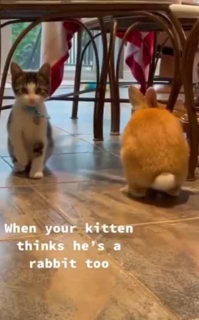 RabbitOS, now compatible to run on Cat hardware!