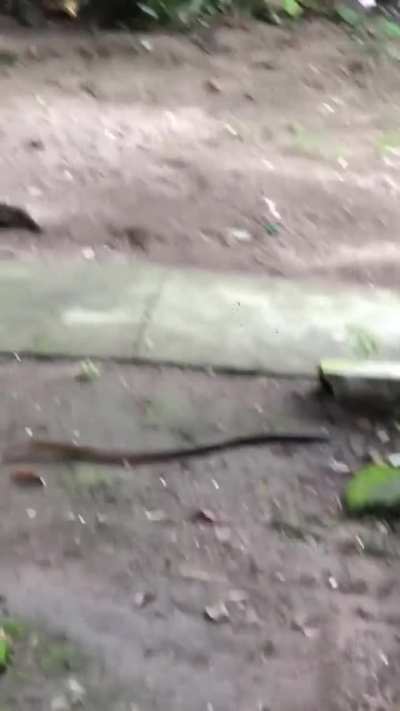 A snake will never outspeed a cat