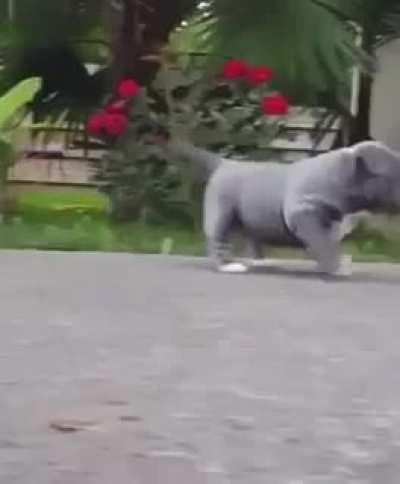 The slammiest of whammies