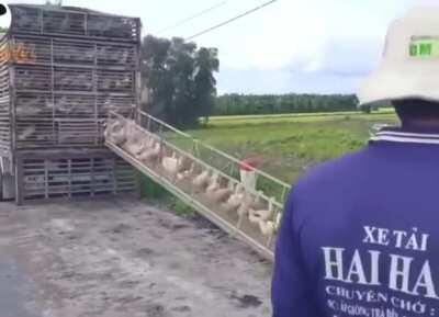 Release the Quakens!