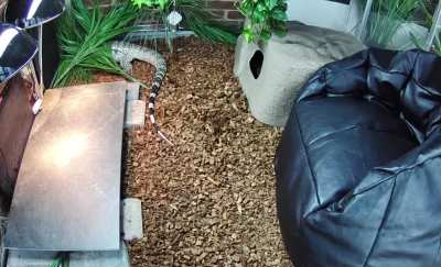 Blue lizard emerges from the bulrushes