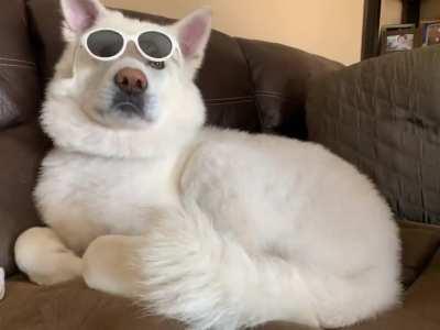 i- i think my dog just became too cool for me