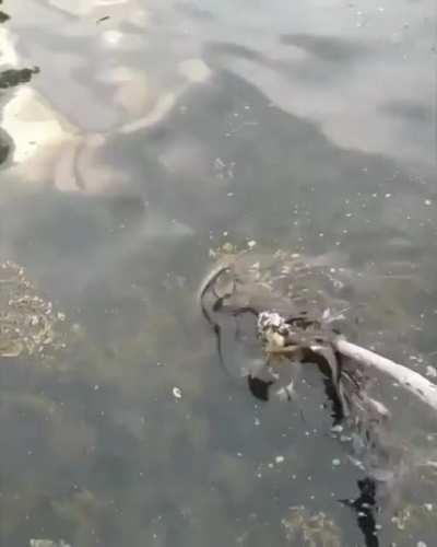 Helping out a soaked bird