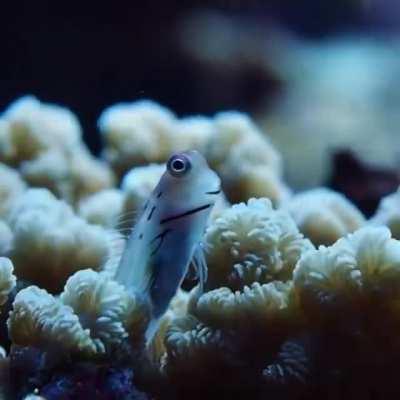 We need more fish on this sub