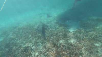 Crocodile passes by swimmer, gets a kick in the face and angrily swims away.