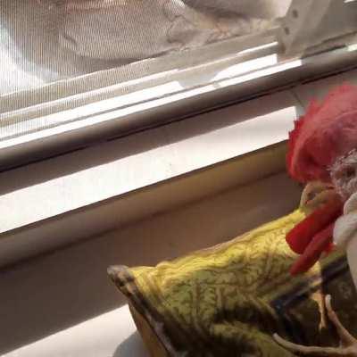 Look at Echo preening Lucifer