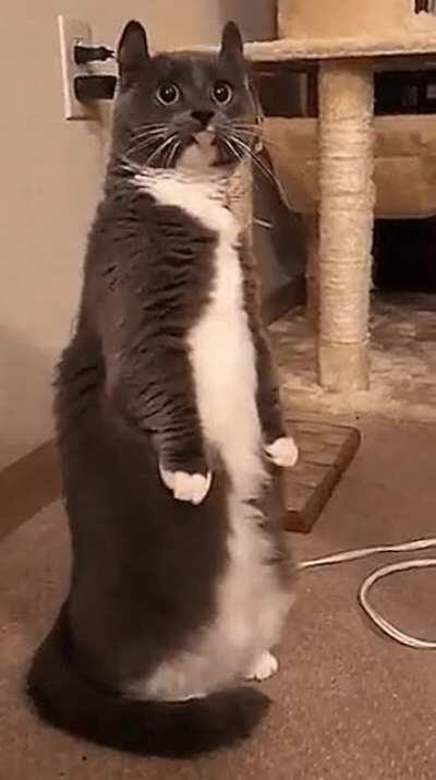 Sir, are you aware that you are a cat?