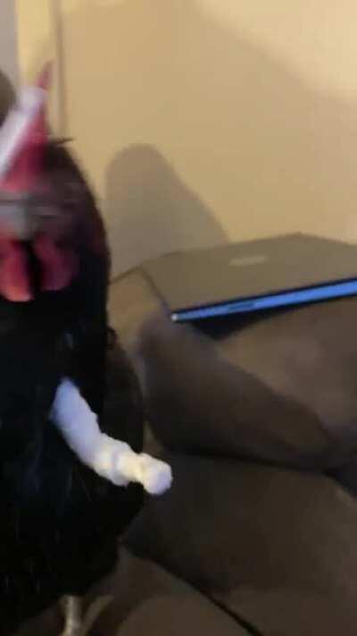 Well the cock fight is on!