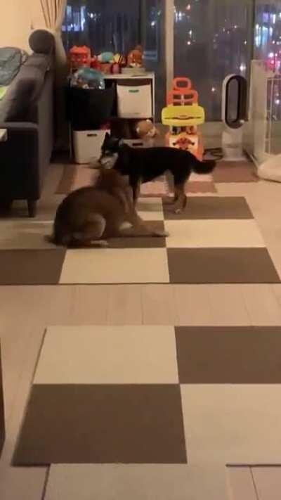 O lobinho quando tiver seu irmão ou irmã