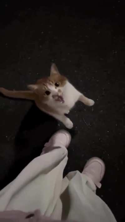 Weekly cat nice repost