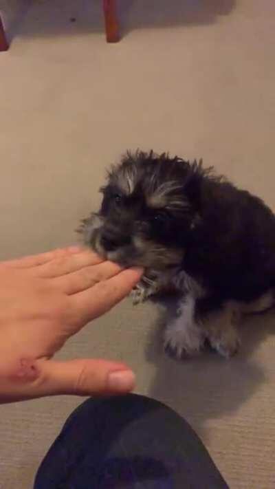 My puppy monching me at any opportunity.