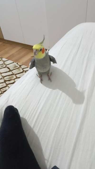 He loves to sing to my feet.