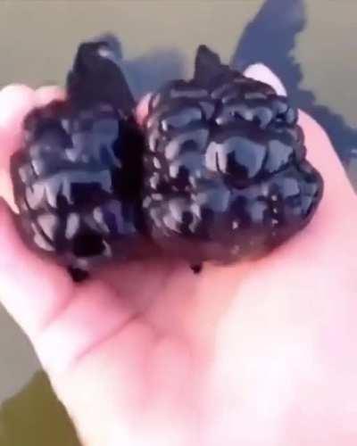 fish that you wouldn’t want swimming up to you