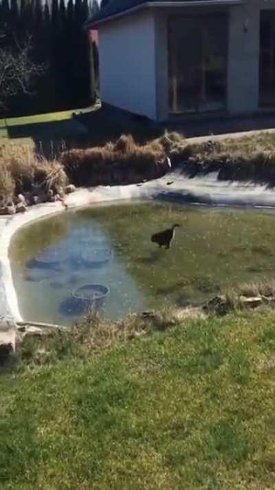 Loony Tunes Cat Trying to Catch a Fish