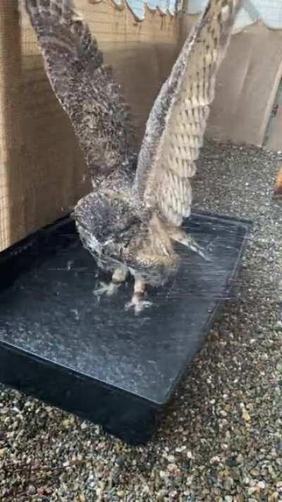 Great horned owl enjoying a shower!
