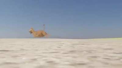 [Disclaimer: it's in russian] Shitty Lion King (but funny af)