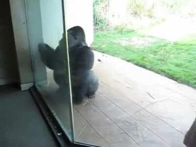 Big monke does big spin