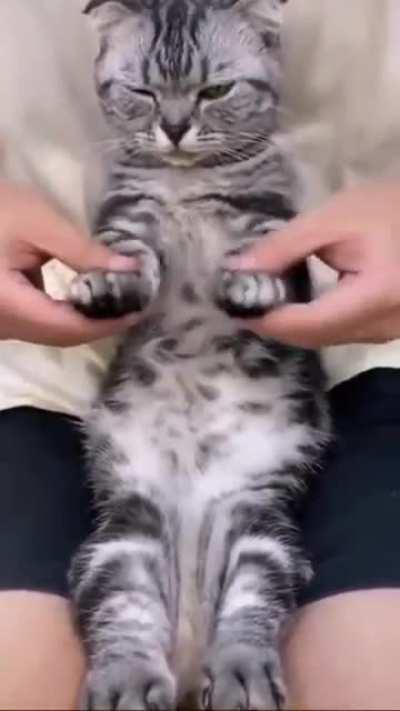 Breakdance cat is breakdancing