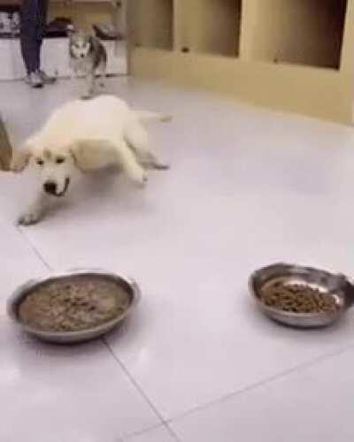 Dog loves some milk in his kibble