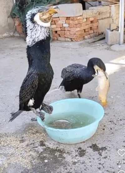 🔥 Aquatic bird eats an entire fish in a single swallow