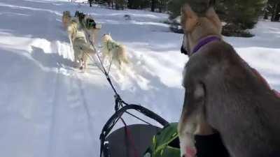 Sled Dog Puppy Wants to Run With The Pack