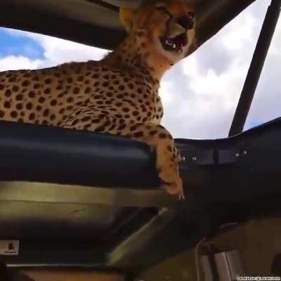 Just a cheetah catching some shade - no need to panic..I don't know but I reckon a lot of clenching of buttocks would take place...or take a selfie with said Cheetah...