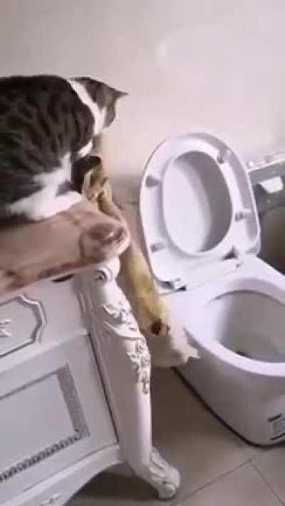 Shitty kitty