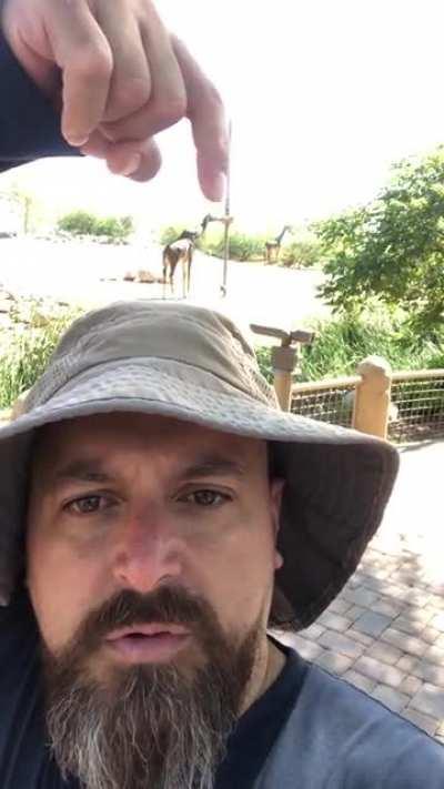 Phoenix Zoo has been taken over by animatronics too